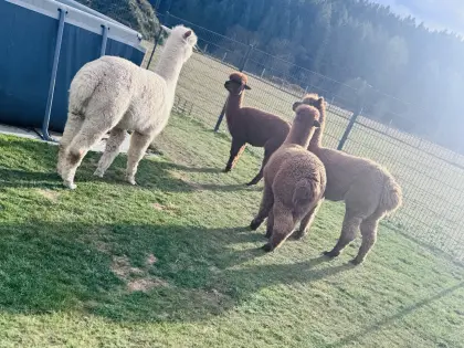 Alpakaherde zu verkaufen