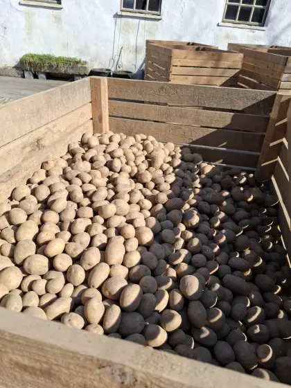 Stärkekartoffel Eurostarch