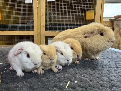 Rassemeerschweinchen - California, Crested, Glatthaar
