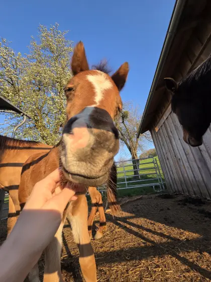 Liebevolles Reitponyfohlen sucht ab Herbst neues Zuhause