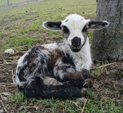 Entzückende Mischlingslämmer ab August abzugeben.