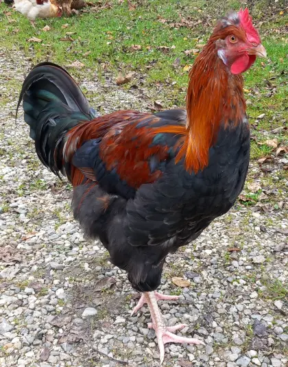 Sulmtaler Hahn, bald 2 Jahre alt, in gute Hände abzugeben