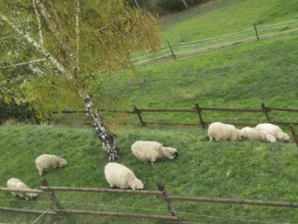 Walliser Schwarznasen Auen HB