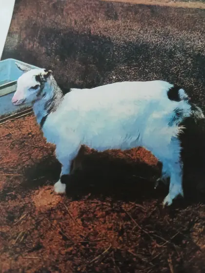 Ziegenböcke suchen ein neues Zuhause