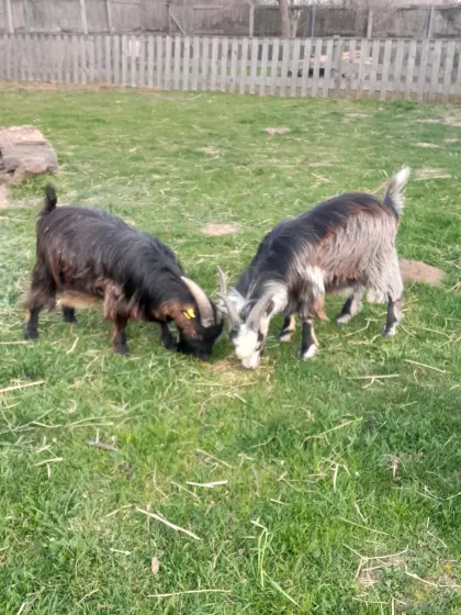 Zwergziegen zu verkaufen