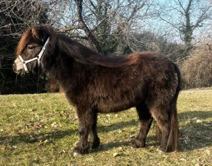 Minishetty Stute (Mushroomgen)