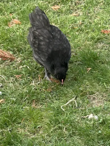 Hahn - grüne Eierschale