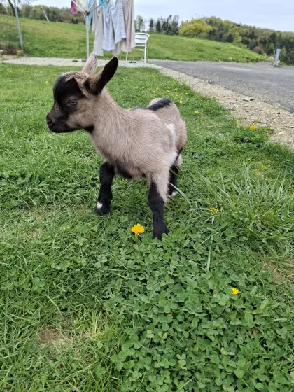 Ziegenkitzel zu verkaufen