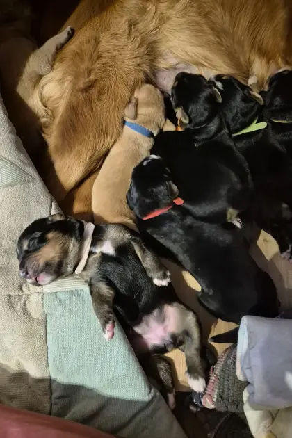 Viszlador-Bernersennen-Mischlingswelpen