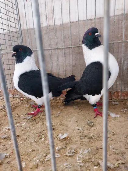 Mährische Strassertauben