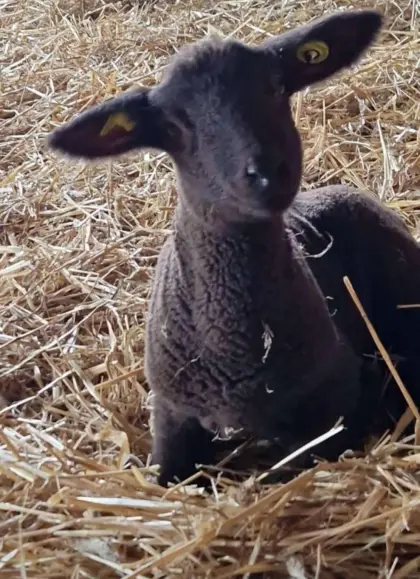 BIO Jura Zuchtlämmer