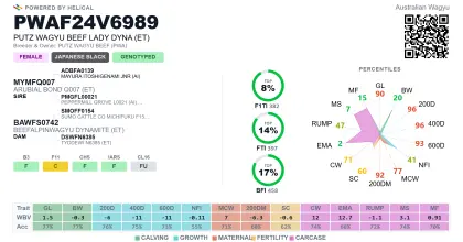reinrassige Wagyukalbin tragend mit T338