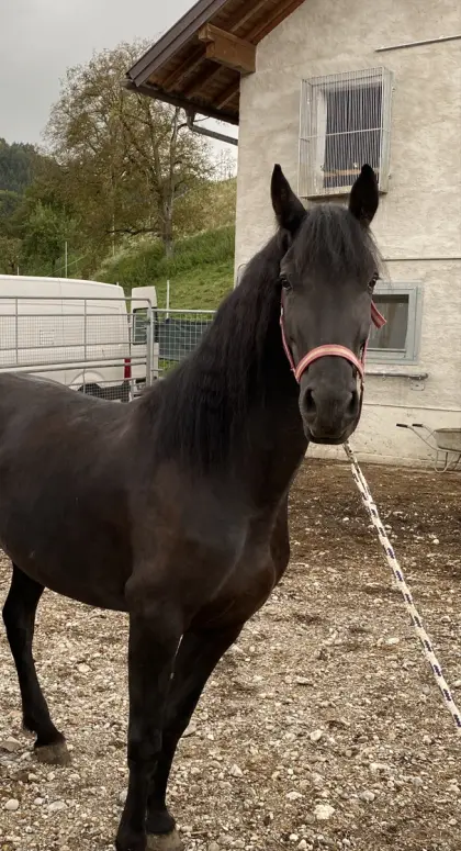 Verkaufe schöne Arabofriesen-Stute