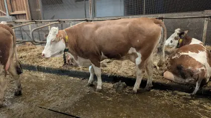 Fleckvieh Erstlingskuh