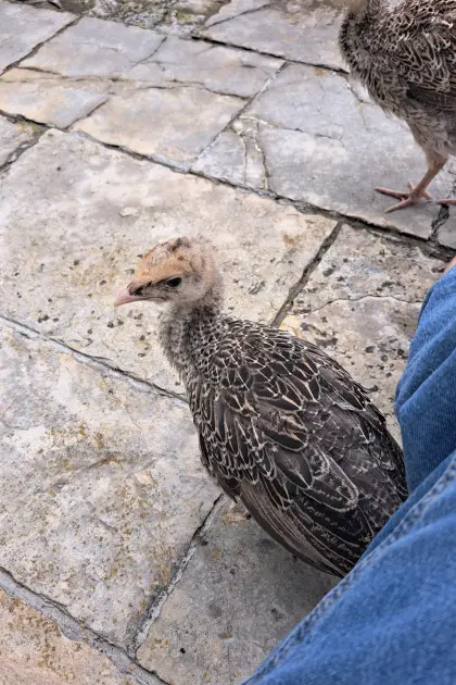 Narragansett und Bronze Puten Eier