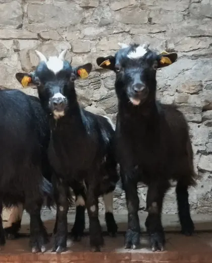 Mini-Zwergziegen, 2x weiblich, 1x männlich