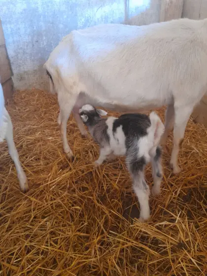 Ziegenbock