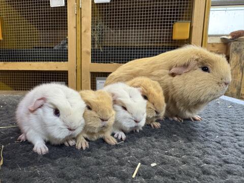 Rassemeerschweinchen - California, Crested, Glatthaar