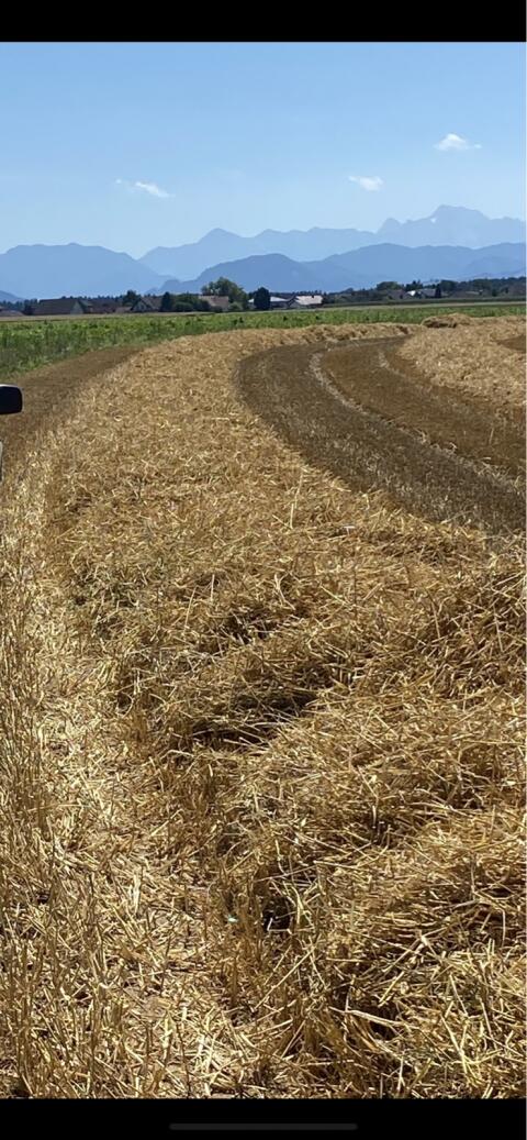 18 ha Dinkelstroh in Garsten