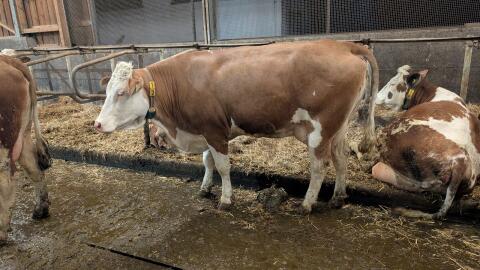 Fleckvieh Erstlingskuh