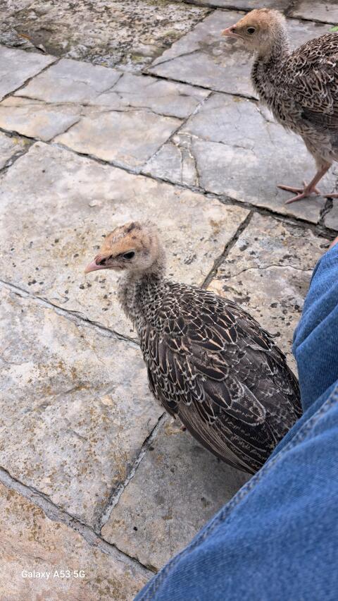 Narragansett und Bronze Puten Eier