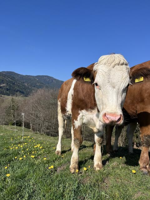 Bio Jungkalbin tragend