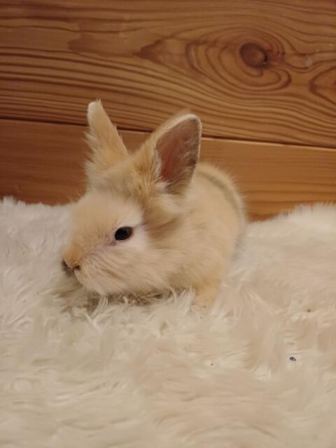 Löwenkopfkaninchen
