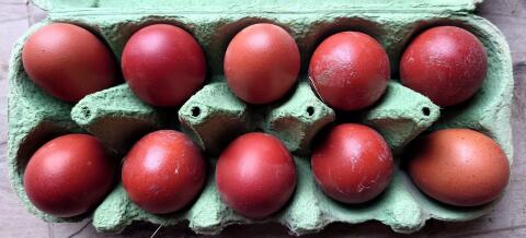Marans/Olivleger BE