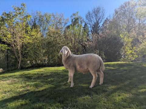 Verkaufe Merinolandschaf Widder Lamm