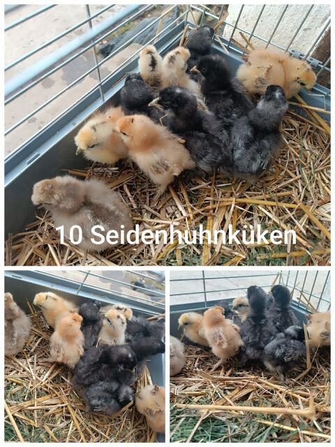Seidenhuhnküken