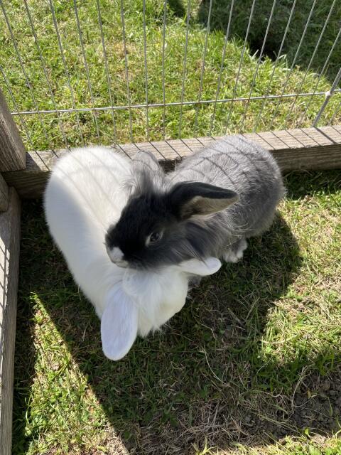 Zwergkaninchen