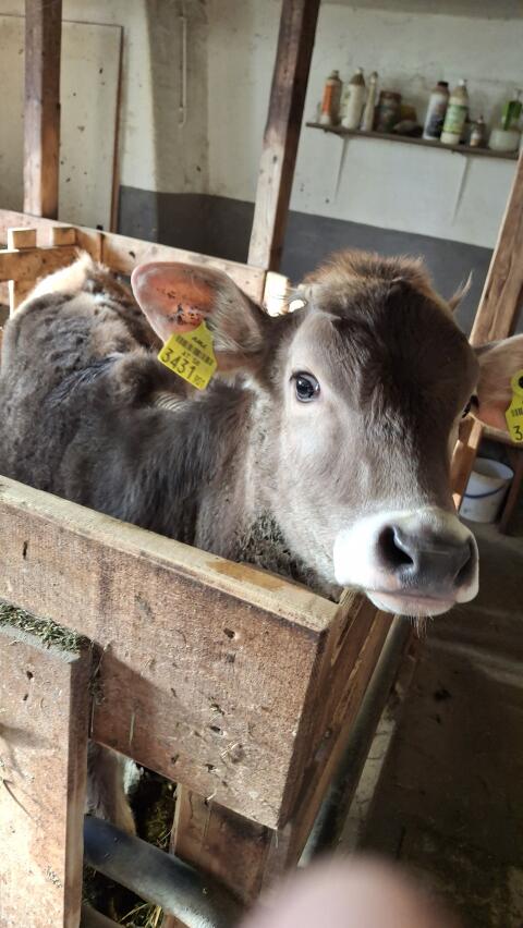BV Kalb weiblich