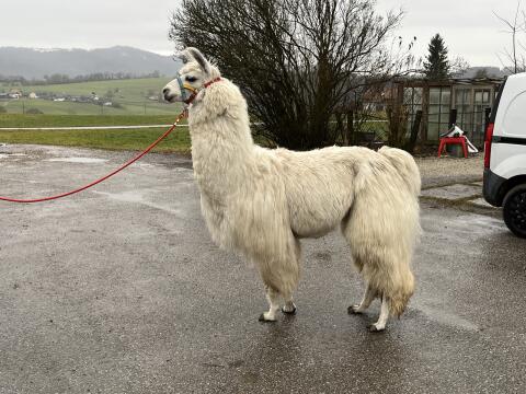 Lama Deckservice