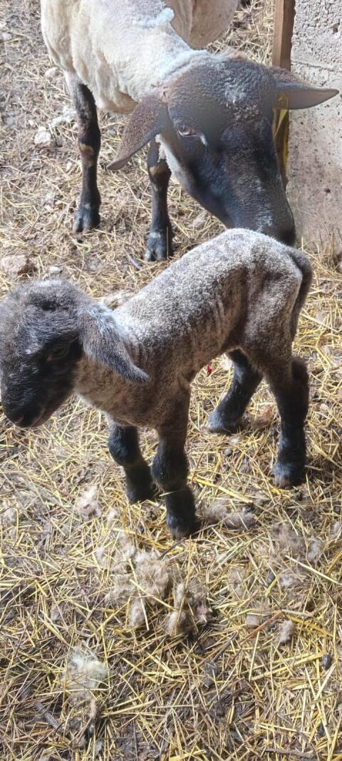 Verkaufe Kamerun-Bergschafe Nolanamix Barbados Black Bally