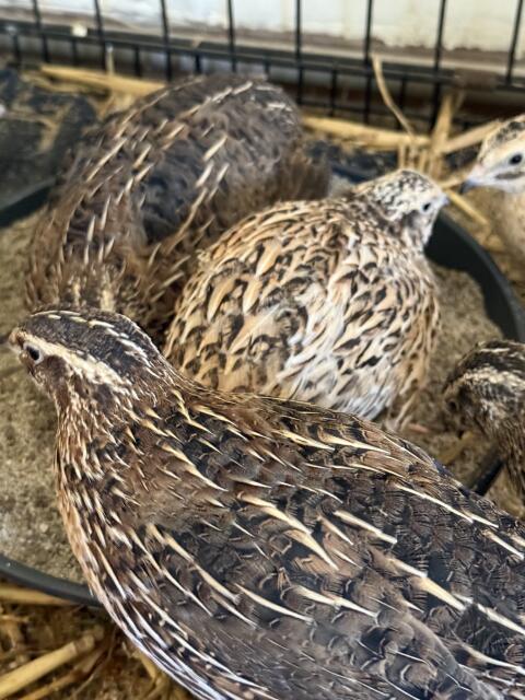 Jagdfasan Küken, Vorwerk Hühner, Wachteln