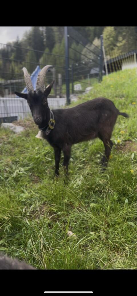 Aoster Ziege zum Verkaufen