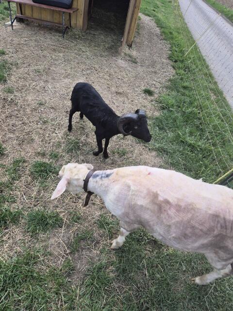 Merinoschaf