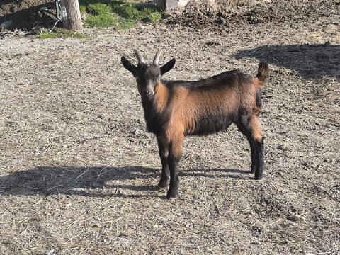 Ziegenbock