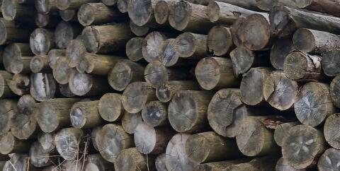 Trockenes Brennholz, Steintröge, Selch