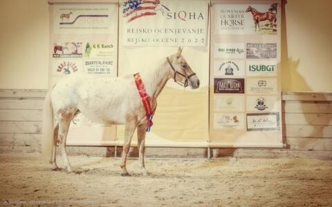 Appaloosa Stute