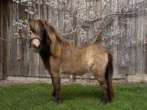 Mini Shetland Stute (Buckskin)