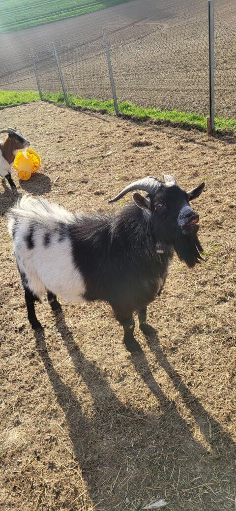 Zwergziegenbock