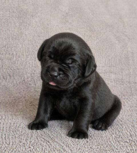 Labrador Retriever Welpen aus VDH/LCD-Zucht (FCI)