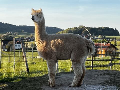 Alpaka-Stute ALMA Shakira, halfterführig!