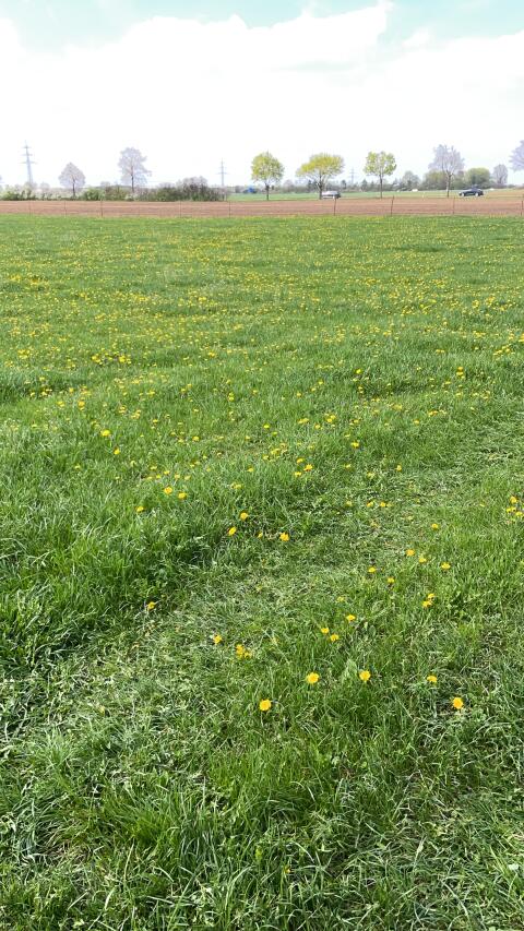 Biete Sommerweide für Jungvieh, auch dauerhaft Jungviehaufzucht