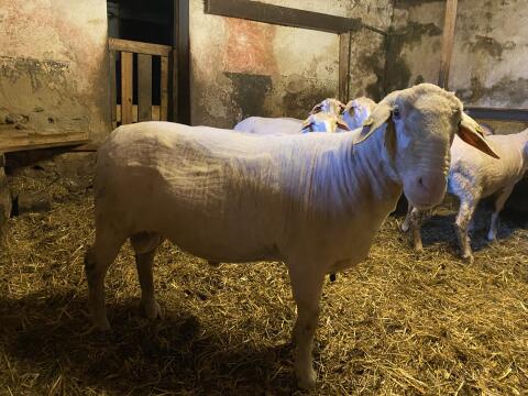 Merino Zuchtwidder