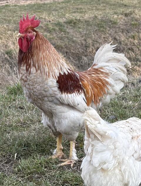 Lieber Hahn abzugeben! Handzahm!