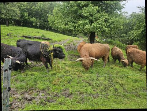 Schottische Hochlandkälbinen und Kühe BIO