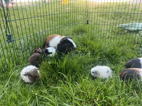Junge Meerschweinchen