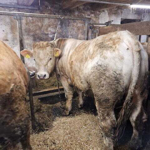 Murbodner Stier